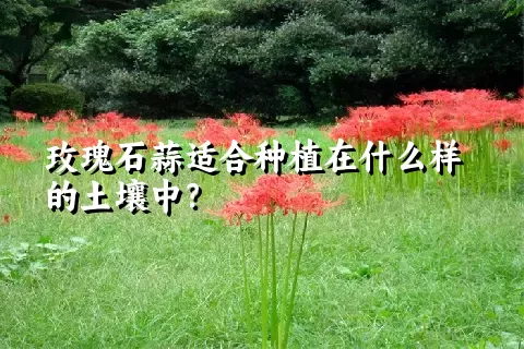 玫瑰石蒜适合种植在什么样的土壤中？