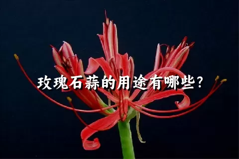 玫瑰石蒜的用途有哪些？