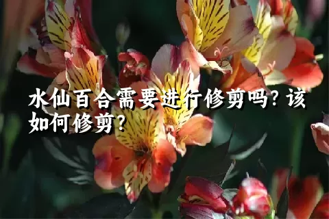 水仙百合需要进行修剪吗？该如何修剪？