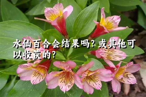 水仙百合会结果吗？或其他可以收获的？