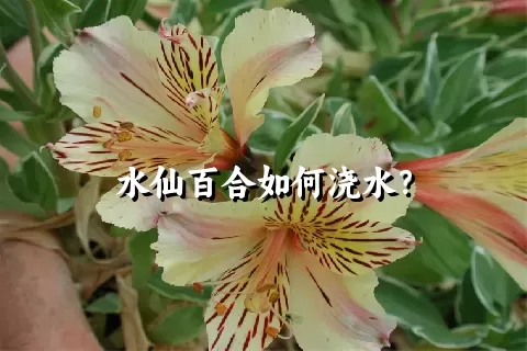 水仙百合如何浇水？