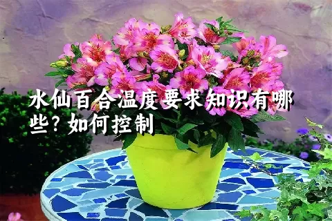 水仙百合温度要求知识有哪些？如何控制