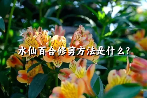 水仙百合修剪方法是什么？