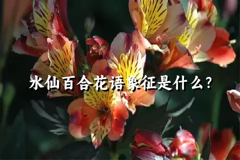 水仙百合花语象征是什么？