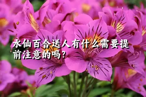 水仙百合送人有什么需要提前注意的吗？