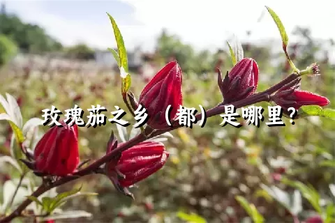 玫瑰茄之乡（都）是哪里？