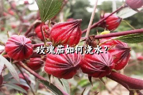 玫瑰茄如何浇水？