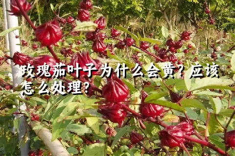 玫瑰茄叶子为什么会黄？应该怎么处理？