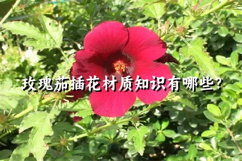 玫瑰茄插花材质知识有哪些？