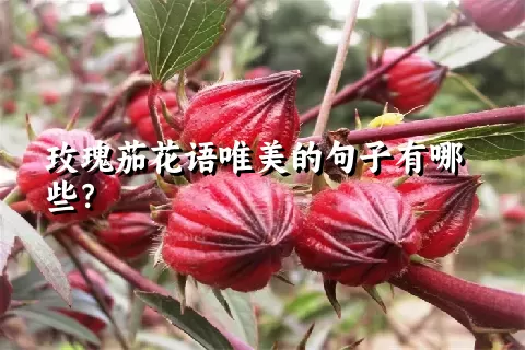 玫瑰茄花语唯美的句子有哪些？