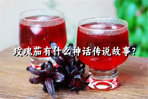 玫瑰茄有什么神话传说故事？