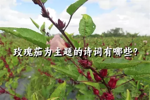 玫瑰茄为主题的诗词有哪些？