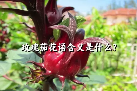 玫瑰茄花语含义是什么？