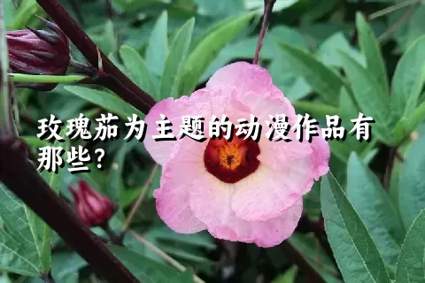 玫瑰茄为主题的动漫作品有那些？