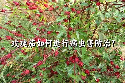 玫瑰茄如何进行病虫害防治?