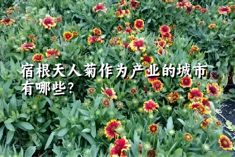 宿根天人菊作为产业的城市有哪些？