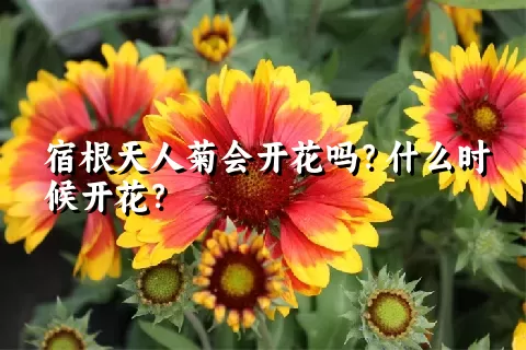 宿根天人菊会开花吗？什么时候开花？