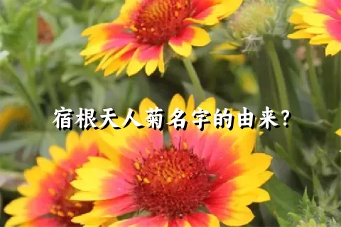 宿根天人菊名字的由来？