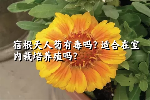 宿根天人菊有毒吗？适合在室内栽培养殖吗？
