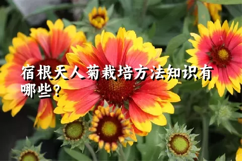 宿根天人菊栽培方法知识有哪些？