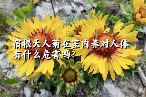 宿根天人菊在室内养对人体有什么危害吗？
