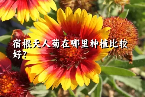 宿根天人菊在哪里种植比较好？