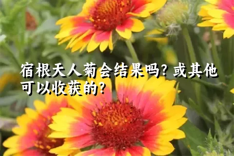 宿根天人菊会结果吗？或其他可以收获的？