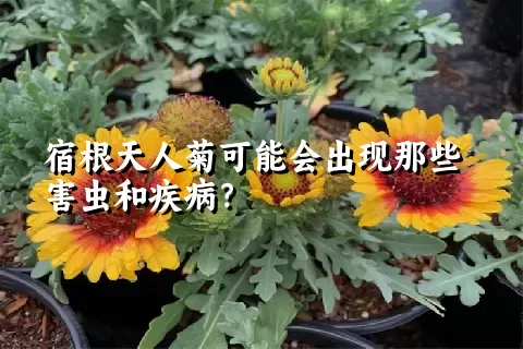 宿根天人菊可能会出现那些害虫和疾病？