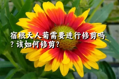 宿根天人菊需要进行修剪吗？该如何修剪？