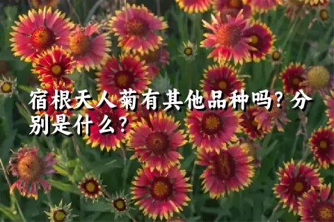 宿根天人菊有其他品种吗？分别是什么？