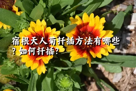 宿根天人菊扦插方法有哪些？如何扦插？
