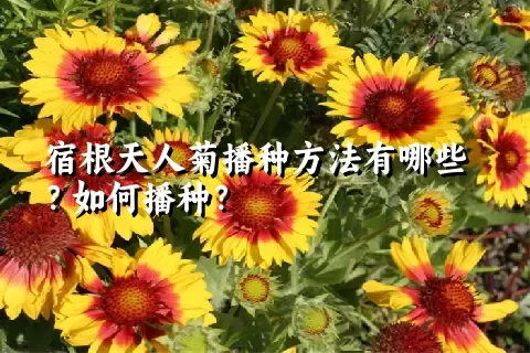 宿根天人菊播种方法有哪些？如何播种？