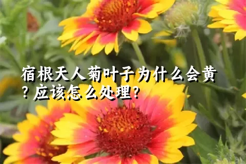 宿根天人菊叶子为什么会黄？应该怎么处理？