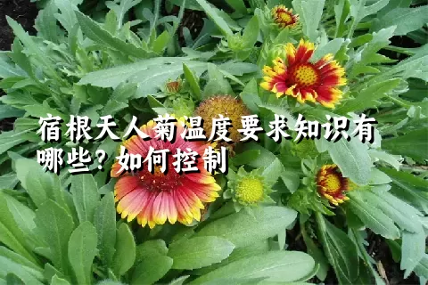 宿根天人菊温度要求知识有哪些？如何控制