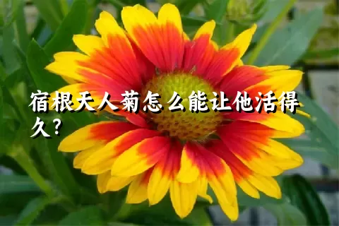 宿根天人菊怎么能让他活得久？