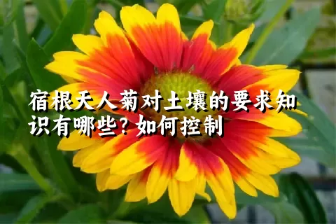 宿根天人菊对土壤的要求知识有哪些？如何控制