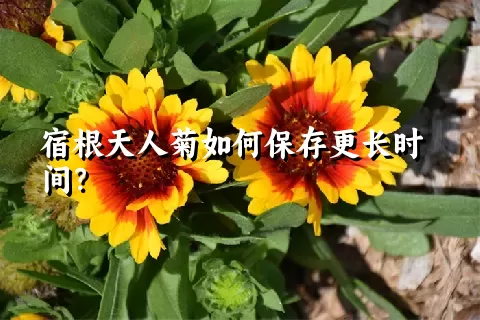 宿根天人菊如何保存更长时间？