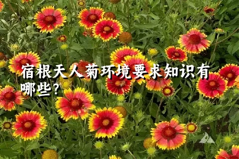 宿根天人菊环境要求知识有哪些？