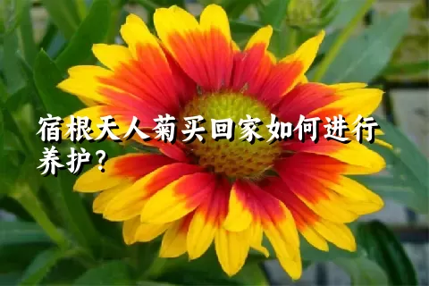 宿根天人菊买回家如何进行养护？