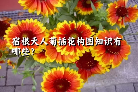 宿根天人菊插花构图知识有哪些？