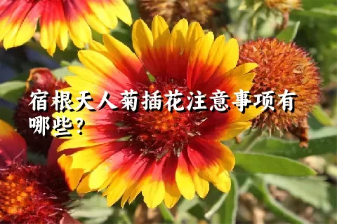宿根天人菊插花注意事项有哪些？