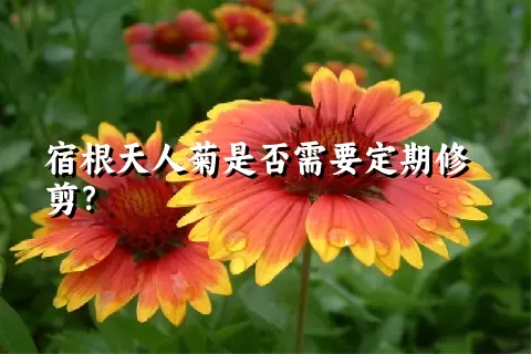 宿根天人菊是否需要定期修剪？