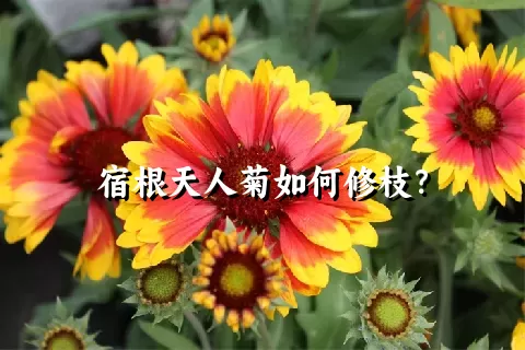 宿根天人菊如何修枝？