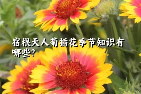 宿根天人菊插花季节知识有哪些？