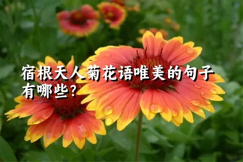 宿根天人菊花语唯美的句子有哪些？