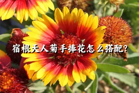 宿根天人菊手捧花怎么搭配？