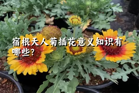 宿根天人菊插花意义知识有哪些？