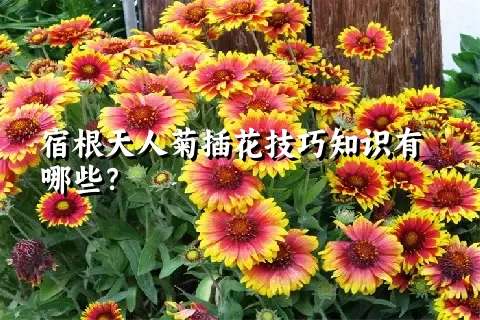 宿根天人菊插花技巧知识有哪些？