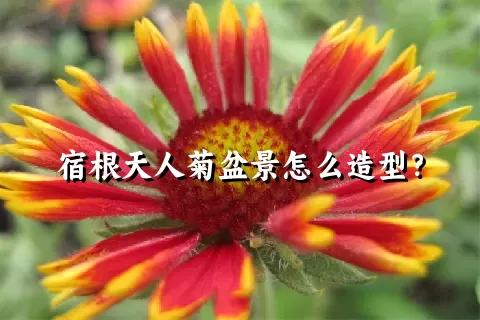 宿根天人菊盆景怎么造型？