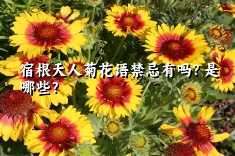 宿根天人菊花语禁忌有吗？是哪些？